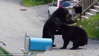 二狗爆料黑熊精的视频,黑熊精真实面目视频曝光 第2张 二狗爆料黑熊精的视频,黑熊精真实面目视频曝光 第2张